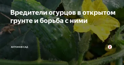 Паутинный клещ на огурцах: меры борьбы в теплице и в открытом грунте при  помощи народных, современных средств