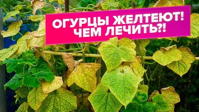 ЖЕЛТЫЕ ЛИСТЬЯ НА ОГУРЦАХ. БОЛЕЗНИ ОГУРЦОВ. ДИАГНОСТИКА. ЛЕЧЕНИЕ - YouTube