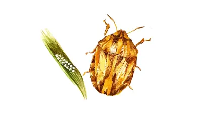 Злаковые мухи – осенние вредители озимой пшеницы. Как они нас незаметно  объедают