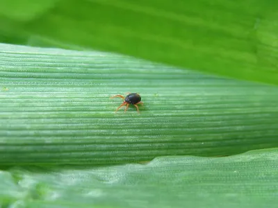Злаковые мухи — опасный осенний вредитель озимых