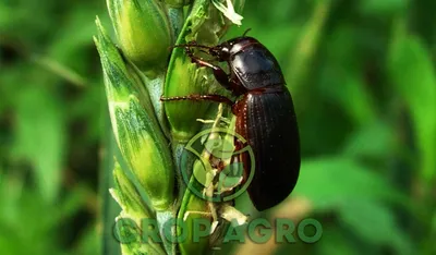 Злаковые мухи – Агрохиминвест-НН