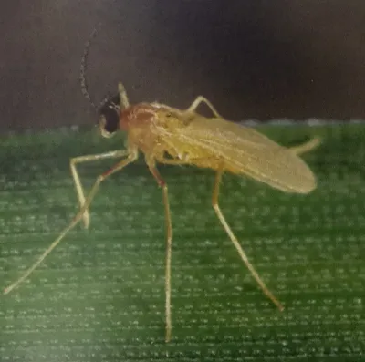 Злаковые мухи – осенние вредители озимой пшеницы. Как они нас незаметно  объедают