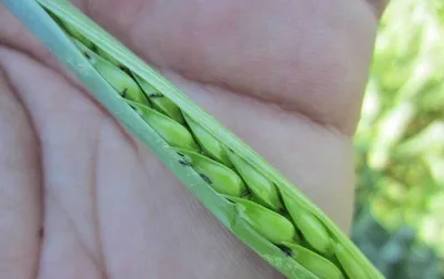 Хлебный жук (кузька): описание, вред и методы борьбы с вредителем | Bayer  Crop Science Беларусь