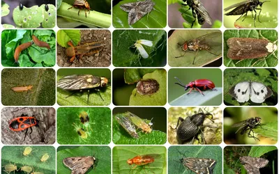 ГлавАгроном - Злаковые мухи — опасные вредители озимых зерновых, часть 2