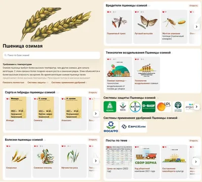 Segetum Agrotis насекомое-вредителя Pest зимы Стоковое Фото - изображение  насчитывающей сумеречница, черный: 189099470