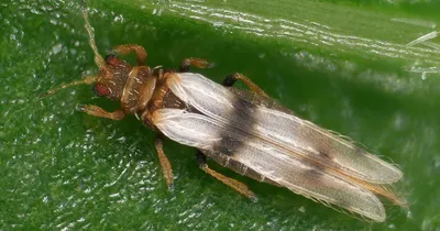 ГлавАгроном - Злаковые мухи: распространение, вредоносность и приемы  ограничения их численности