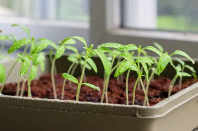 Вредители томатов: вредители помидоров и борьба с ними - Agro-Market