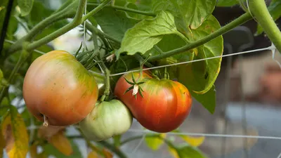 Какие вредители в теплице и открытом грунте атакуют кусты томатов