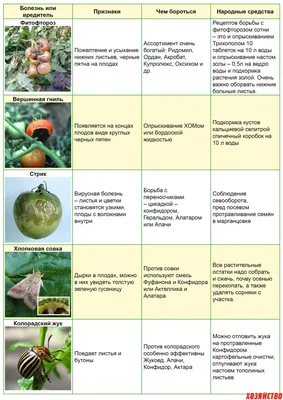 Желтеют и сохнут листья у помидор - Agro-Market24