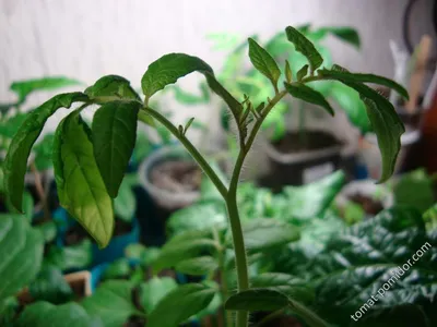 Вредители помидоров и борьба с ними - Agro-Market24