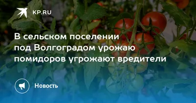 Болезни и вредители томатов: в теплице, открытом грунте | Выращивание  томатов, Теплица, Кустарники
