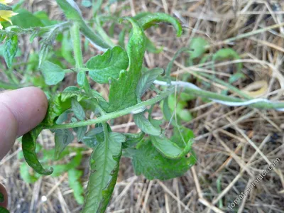 Syngenta - Семена овощных культур - Основные вредители томатов закрытого  грунта К сожалению, даже современные профессиональные теплицы не могут  полностью гарантировать защиту ваших томатов от вредителей. Среди наиболее  опасных насекомых – томатная