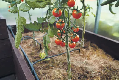 Сорта оранжевых помидор: желтые томаты - сорта и гибриды - Agro-Market