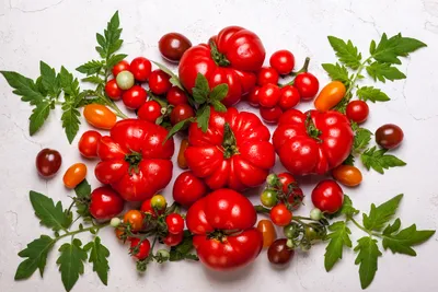 Вредители помидоров и борьба с ними - Agro-Market24