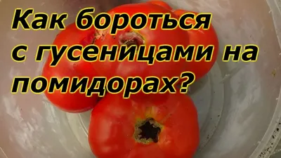 5 почвенных вредителей, которые лишают вас урожая картофеля | Вики Терра -  Сад и огород | Дзен