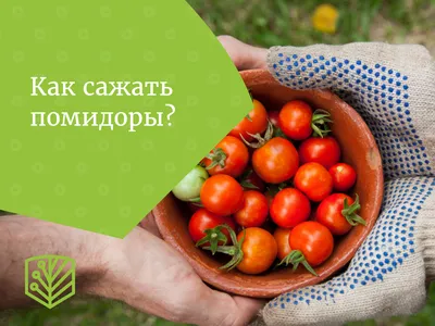 Пять самых опасных вредителей и болезней помидоров (таблица)