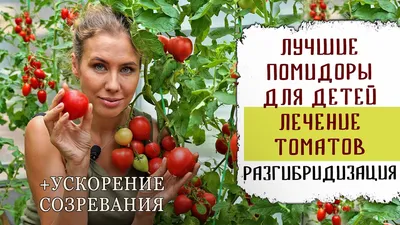 Посадка помидоров. - Horticom