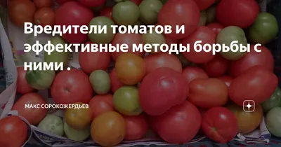 Как распознать болезни томатов и справиться с ними | Полезные статьи на  блоге Беккер