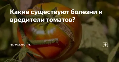 Эффективные способы борьбы с вредителями на огороде
