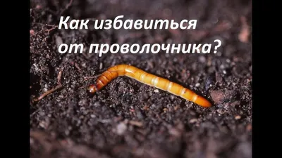 Вредители и болезни винограда и способы их лечения