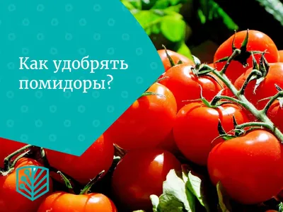 Уход за помидорами. Вредители . Кто делает дырки в помидорах - YouTube