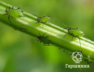 Вредители сада фото фотографии