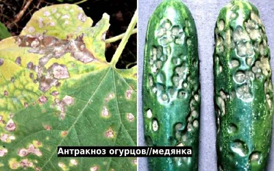 https://dzen.ru/a/Yt-0FgHNCQSnMZl3