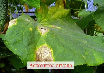 Сохраните в закладках. Все болезни огурцов и как их лечить | Вдали от  города (огород + подсобное хозяйство) | Дзен