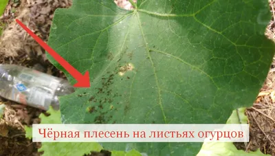 Сохраните в закладках. Все болезни огурцов и как их лечить | Вдали от  города (огород + подсобное хозяйство) | Дзен