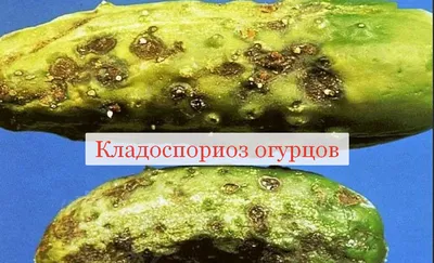 Сохраните в закладках. Все болезни огурцов и как их лечить | Вдали от  города (огород + подсобное хозяйство) | Дзен