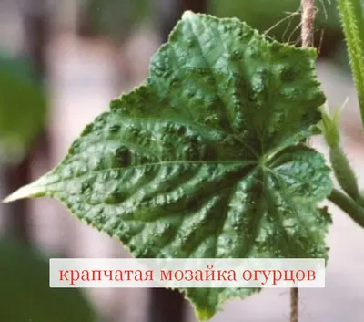 Сохраните в закладках. Все болезни огурцов и как их лечить | Вдали от  города (огород + подсобное хозяйство) | Дзен