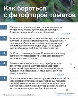 Почему скручиваются листья у томатов