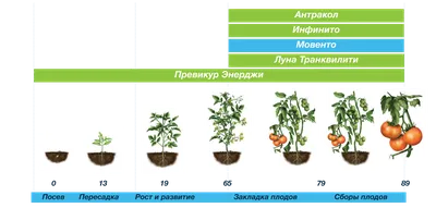 Болезни томатов: как выглядят и чем лечить | Садория.ру | Дзен