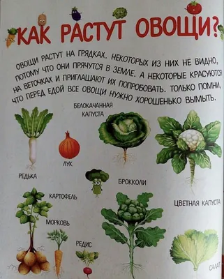 Овощи – не прихоть, а необходимость - Здоров'я - Статьи