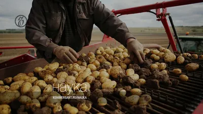 Картофель семенной Вектор купить