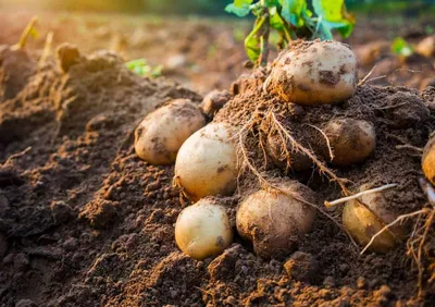 Финские продукты: Картофель на все случаи жизни. Блог о Финляндии