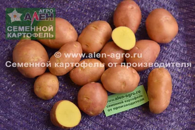 Как правильно выбирать картошку для варки, жарки и пюре
