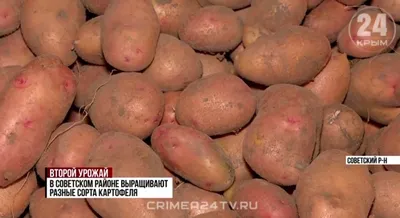 Картофан