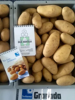 ПРОДАЁТСЯ КРУПНЫЙ ДОМАШНИЙ КАРТОФЕЛЬ 🥔 Сорта (сборный микс): «Винета»  «Королева Анна».. | ВКонтакте