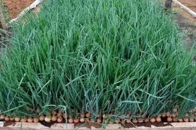 Когда и как правильно весной сажать лук в открытый грунт - Agro-Market
