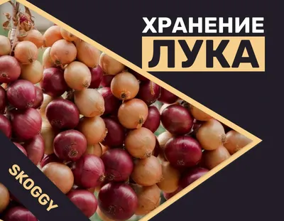 ЛУК ВЫРАСТЕТ КРУПНЫМ, не будет поражаться вредителями и болезнями, если  посадить его так осенью! - YouTube