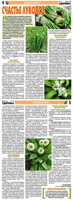 Сорта зеленого лука