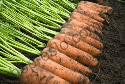 Семена моркови Шантене : 0,5гр Syngenta
