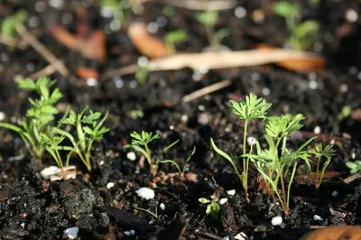 Всходы моркови растут на садовой грядке Seedlings grow carrots on a bed of  garden Stock Photo | Adobe Stock