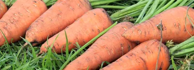 Посадка моркови на ленте: 4 этапа и важные тонкости технологии | AgroMarket  интернет магазин семян