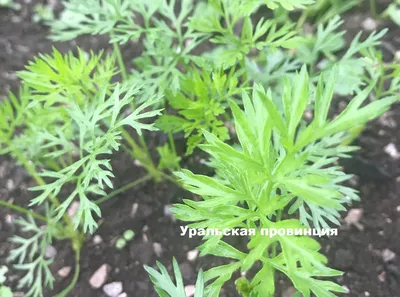 Всходы моркови в саде на кровати Стоковое Фото - изображение насчитывающей  здорово, еда: 153995662