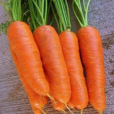 Морковь Абразо F1 (Seminis) - купить семена в Украине: отзывы, цена,  описание ᐉ Agriks