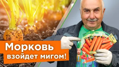 Проф Семена | Агрофирма | 8 (495) 363-53-56 | Москва , ул. Обручева д.55 А  - Купар F1, семена моркови (Bejo / Бейо)