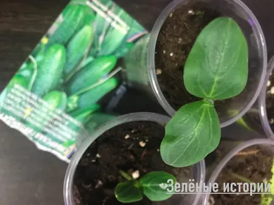 ПРИЗНАКИ НЕДОСТАТКА ПИТАТЕЛЬНЫХ ЭЛЕМЕНТОВ В РАССАДЕ ОГУРЦОВ. - АО «Фертика»