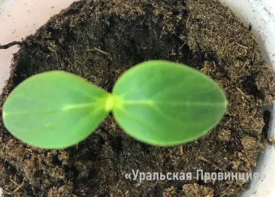 Рассада огурцов в опилках – как вырастить?